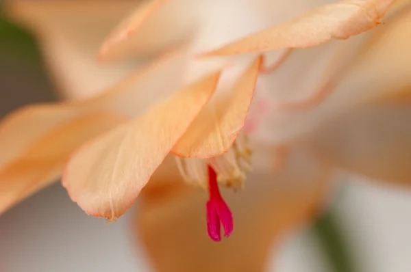 Kerstmis Cactusbloem — Stockfoto