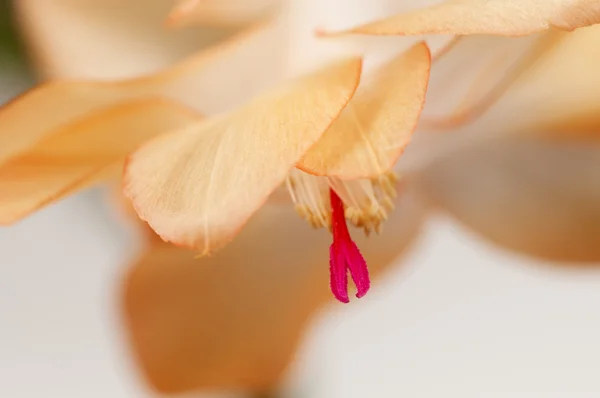 クリスマス サボテンの花 — ストック写真