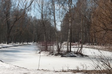İlkbaharın başlarında orman