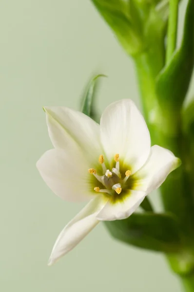 Chinkerichee close up — Stock Photo, Image