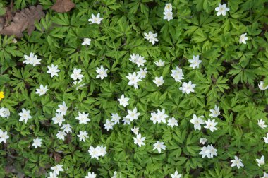 anemon çiçeği çiçek bahar