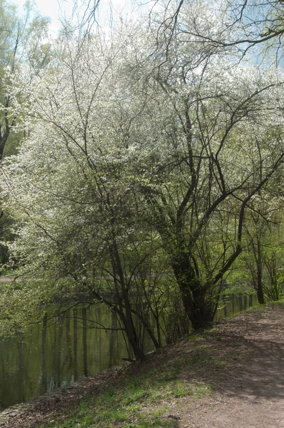 Landskap med en damm — Stockfoto