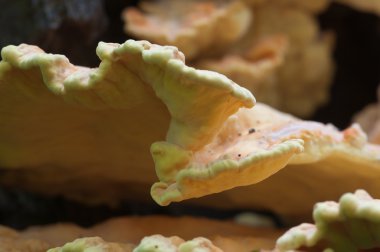 Kükürt mantarı portre