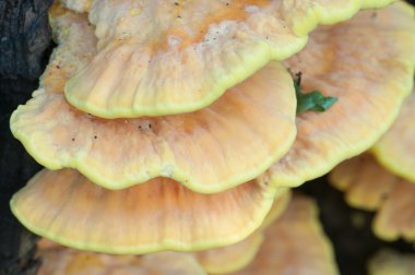 Kükürt mantarı portre