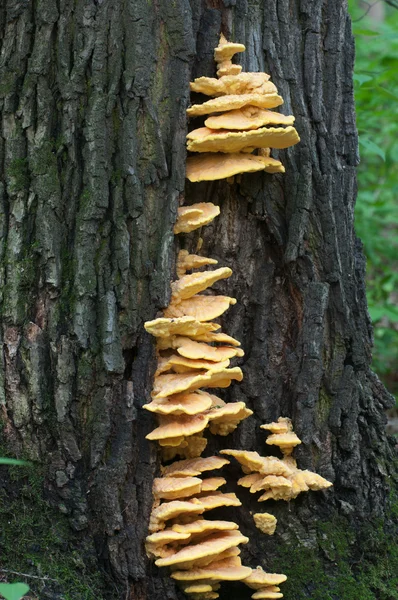 Laetiporus sulphureus primo piano — Foto Stock