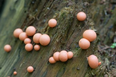 Lycogala epidendrum makro