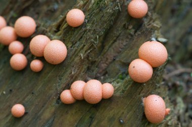 Lycogala epidendrum makro
