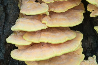 Kükürt mantarı portre