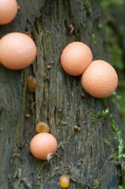 Lycogala epidendrum makro