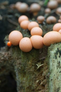 Lycogala epidendrum makro
