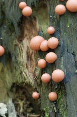 Lycogala epidendrum makro
