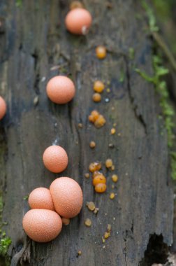 Lycogala epidendrum makro