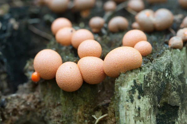 Lycogala epidendrum-Makro — Stockfoto