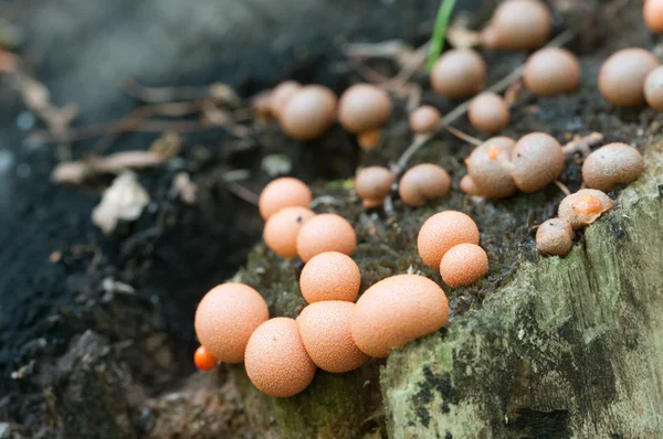 Lycogala epidendrum-Makro — Stockfoto