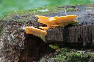 Kükürt mantarı portre