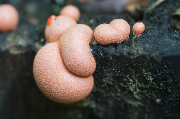 Lycogala epidendrum-Makro — Stockfoto