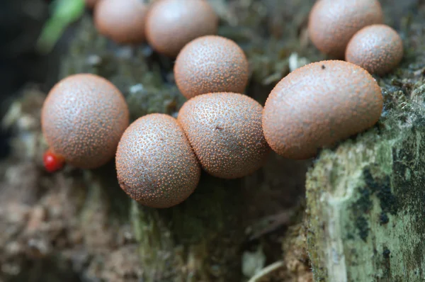 Lycogala декорація саду квітки Furano макросу — стокове фото