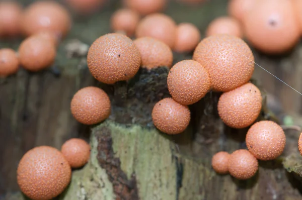 Lycogala epidendrum-Makro — Stockfoto