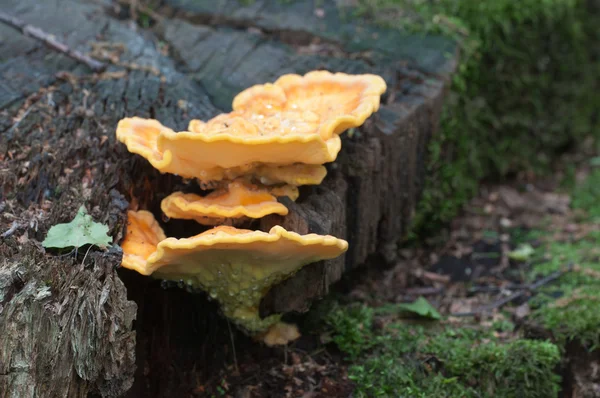 Laetiporus sulphureus primo piano — Foto Stock