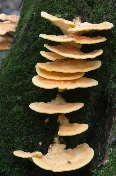 Primer plano de Laetiporus sulphureus —  Fotos de Stock