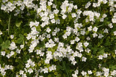 Baharda Veronica çiçekler