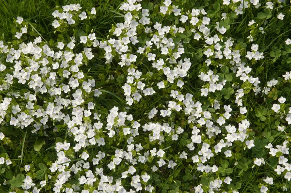 Veronica flores na primavera — Fotografia de Stock