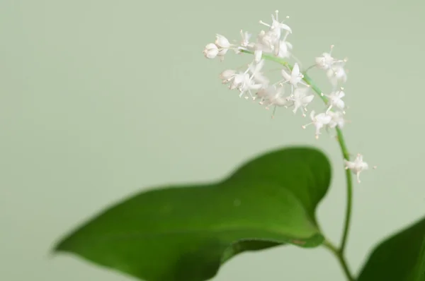 Maianthemum bifolium macro — Foto de Stock