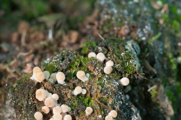Cogumelos de coprinus em um toco — Fotografia de Stock