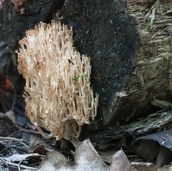 Clavulina pyxidata grzyby — Zdjęcie stockowe