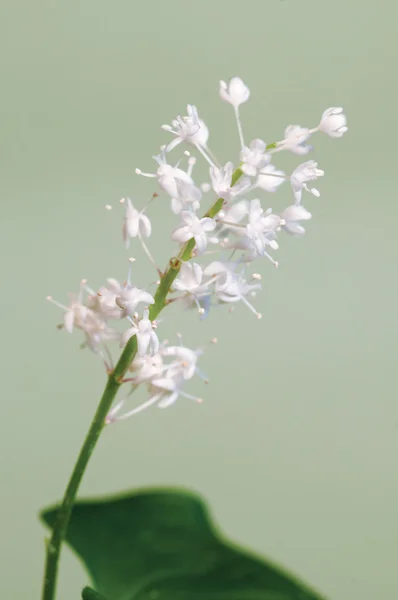 Maïanthème à deux feuilles macro — Photo