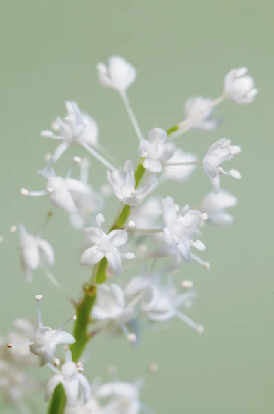 Maianthemum bifolium macro — Stock Photo, Image