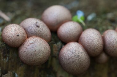 Lycogala epidendrum makro