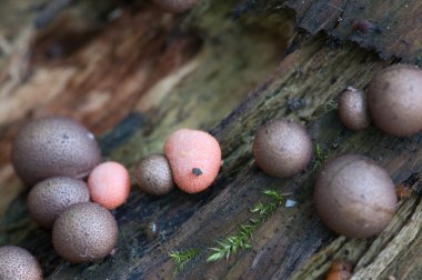 Lycogala epidendrum makro