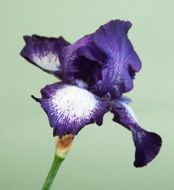Iris barbatus çiçek