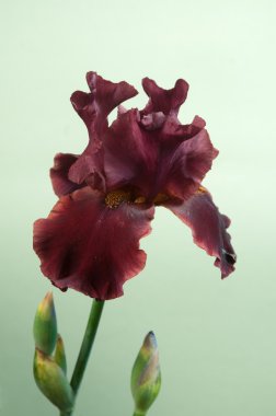 Iris barbatus çiçek