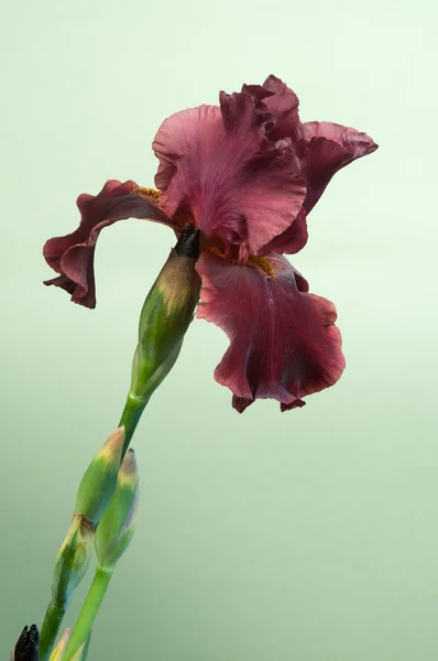 Iris barbatus blomma — Stockfoto