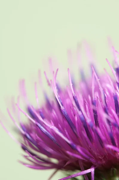 Thistle flower macro — Stock Photo, Image