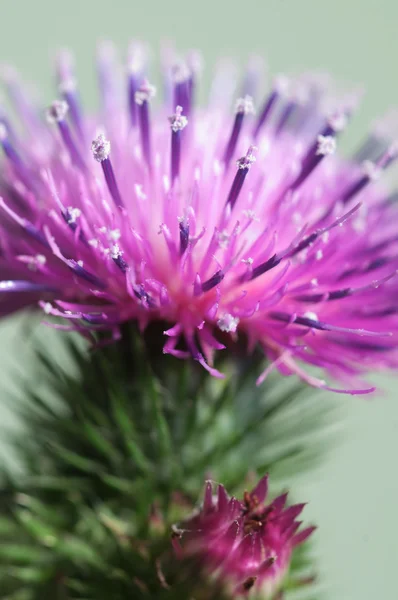 Makro květ bodláku — Stock fotografie