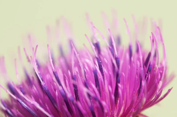 Cardo flor macro — Fotografia de Stock