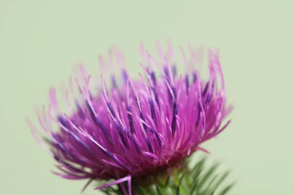 Macro fiore di cardo — Foto Stock