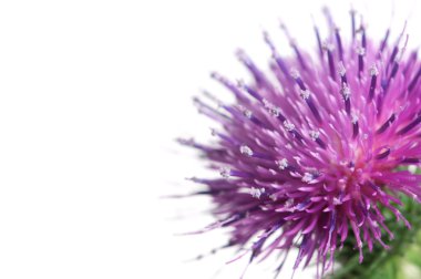 Thistle çiçek makro