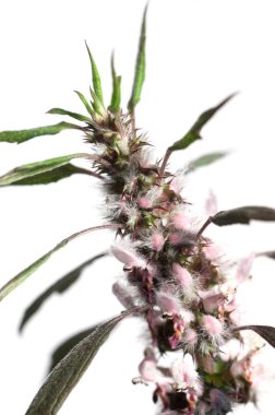 Motherwort yakın çekim