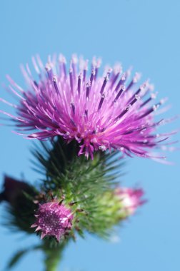 Thistle çiçek makro