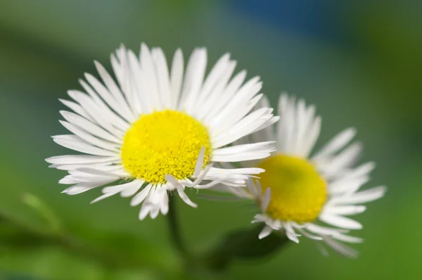 Ox-eye daisy flower — Stock Photo, Image