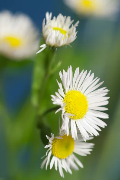 Ox-eye daisy flower — Stock Photo, Image