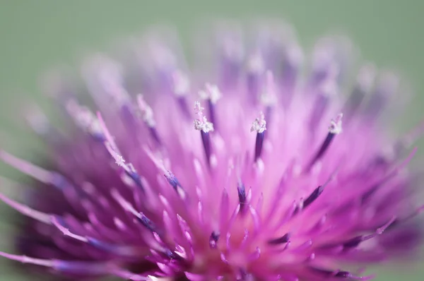 Macro fiore di cardo — Foto Stock