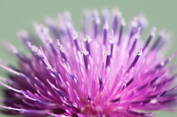 Makro květ bodláku — Stock fotografie
