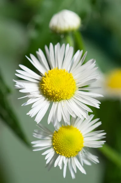 Ox-eye daisy flower — Stock Photo, Image