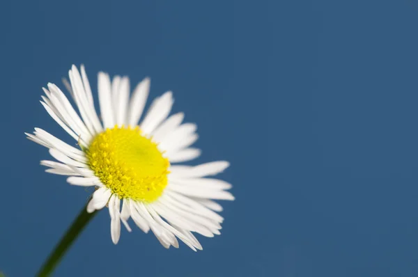 Ox-eye daisy flower Rechtenvrije Stockafbeeldingen