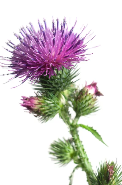 Thistle bloem macro Rechtenvrije Stockfoto's